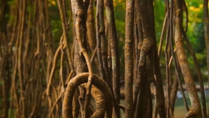 Men: Jungle Juice: A Forbidden Island Bromance