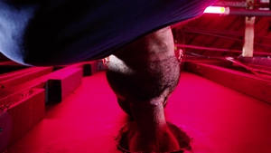 Icon Male: Studs Unleashed: Gay & Freaky